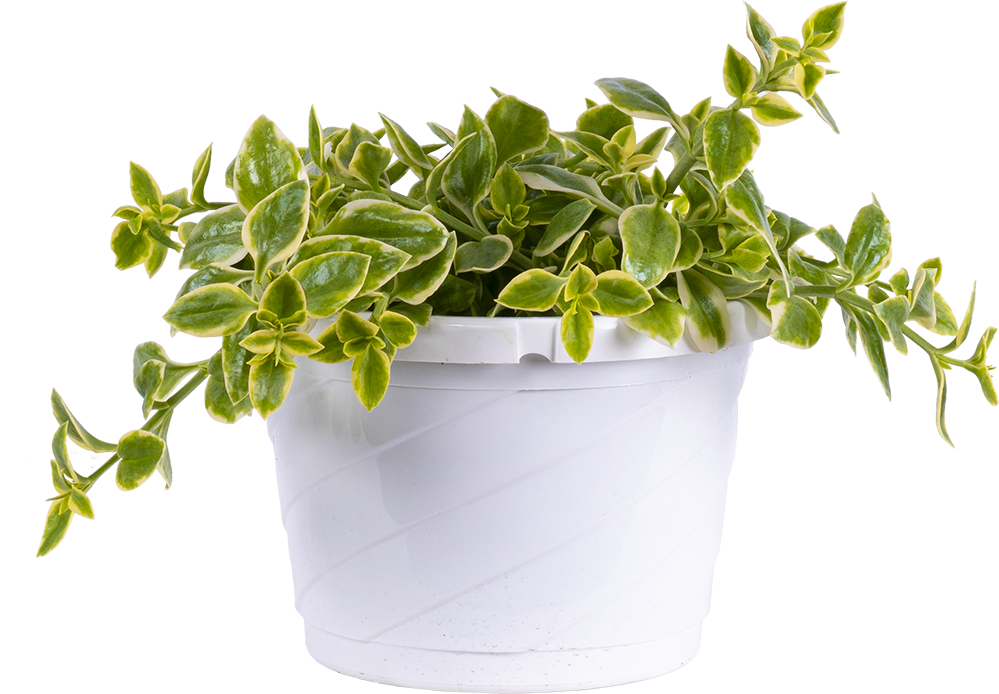 Aptenia Cordifolia plant | Care & Tips | Plantsome