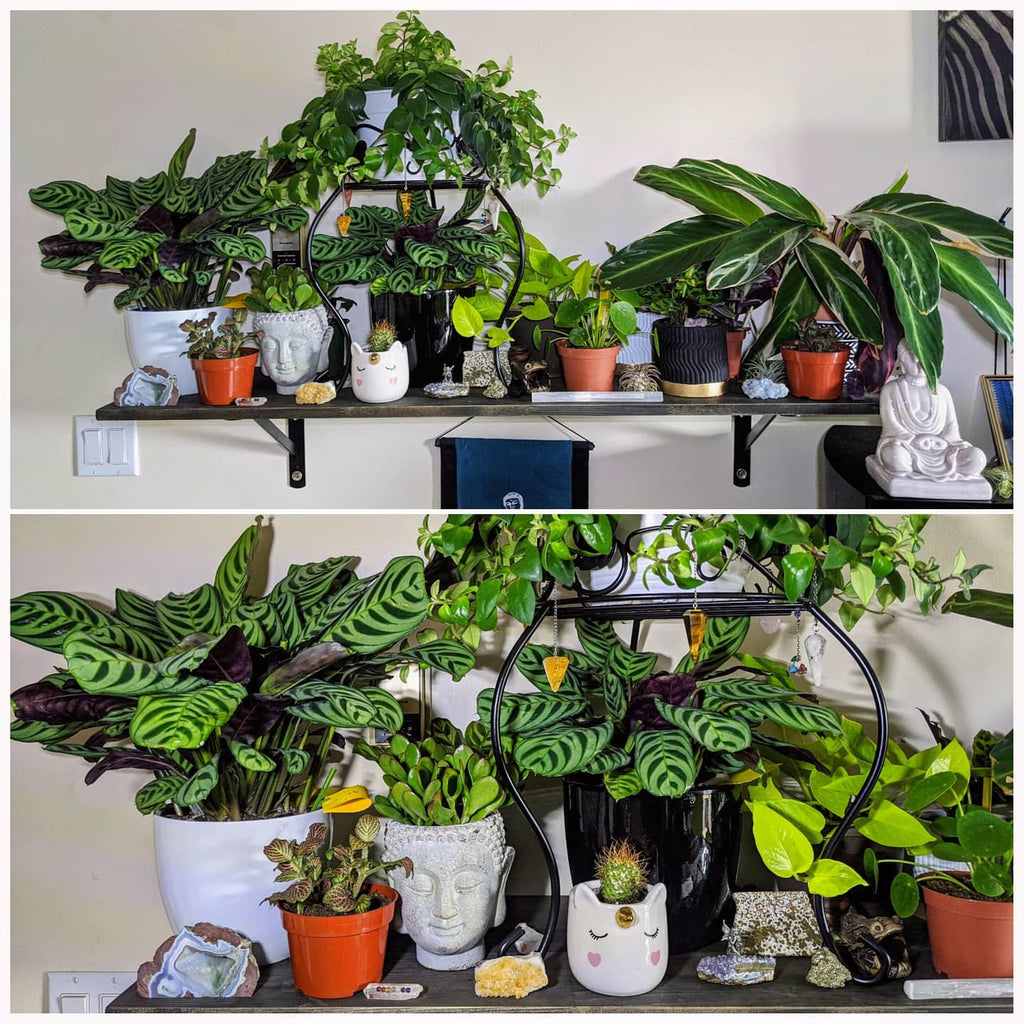 "Nature moves at its own pace, so be present in the moment" - Interview with #PlantsomeParent, Jenna