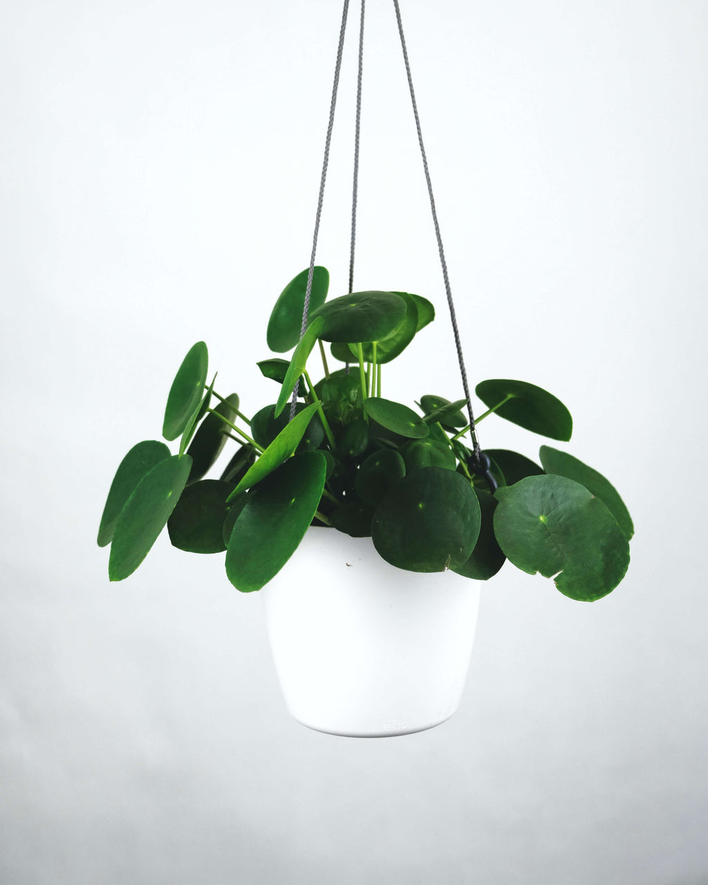 Plant Spotlight: Penny | Pancake Plant | Pilea Peperomioides