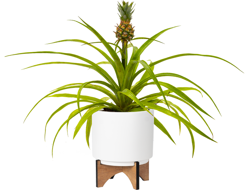 Pineapple Plant | Care & Tips | Plantsome