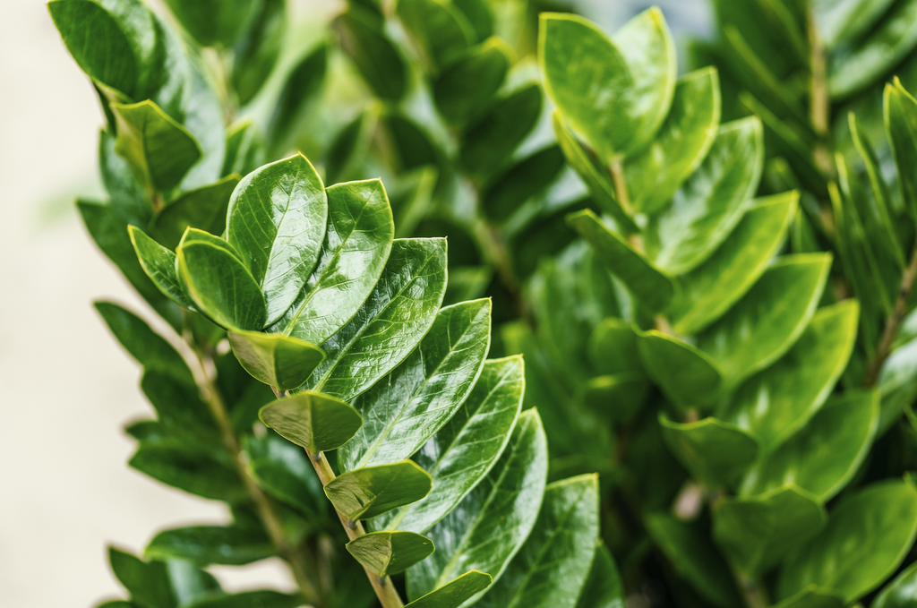 #PlantSpotlight: Zamioculcas | ZZ Plant | Luke