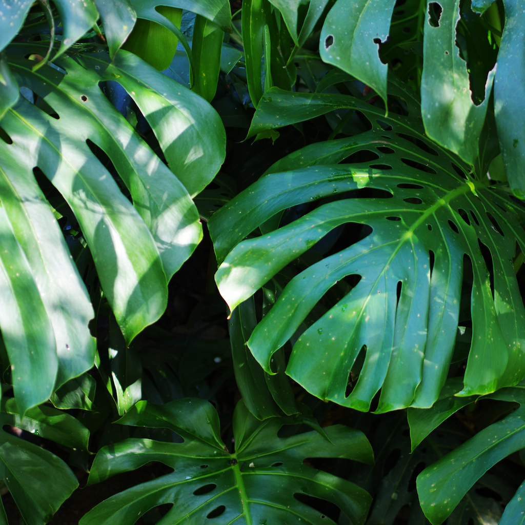 Plant Spotlight: Monstera  Plantsome