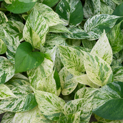 Variegation is the Spice of (Plant) Life!