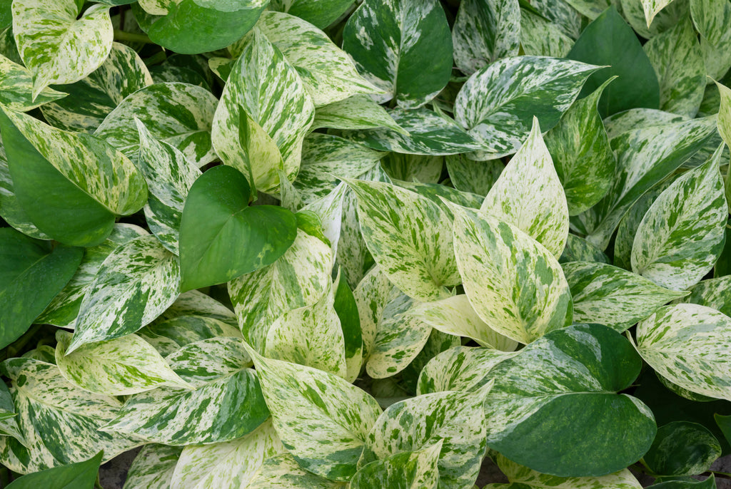 Variegation is the Spice of (Plant) Life!
