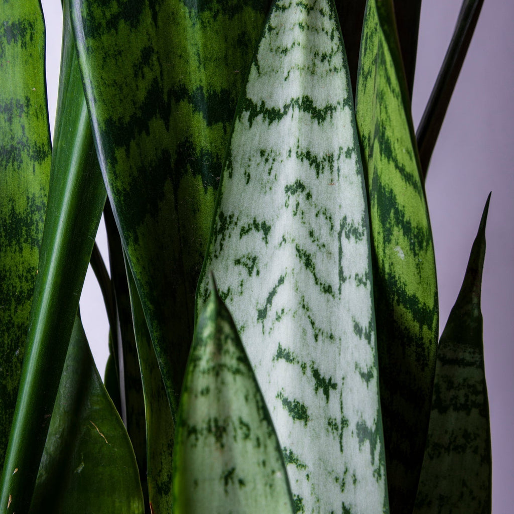 10 in snake plant Snake Plant, Black Coral 10