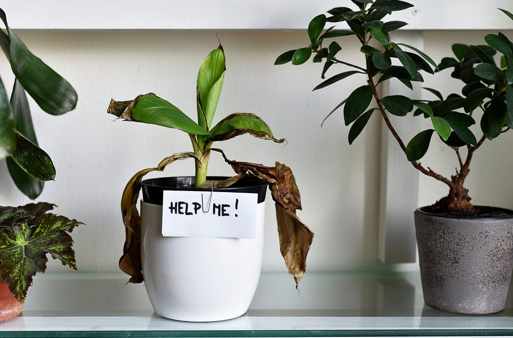 Reviving a Dying Houseplant: Top Tips to Bringing Your Green Friend Back