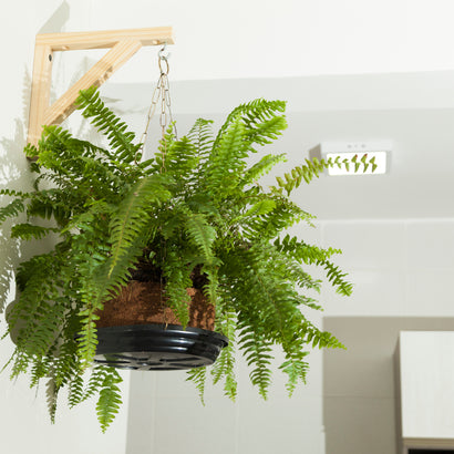 5 Ferns Fit for Every Style