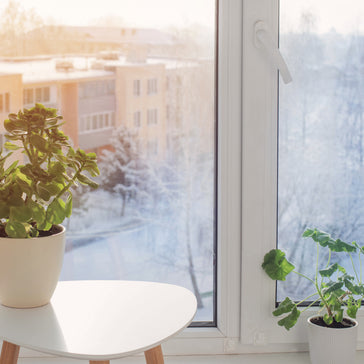 How to Keep Your Sun-Loving Plants Happy During Winter