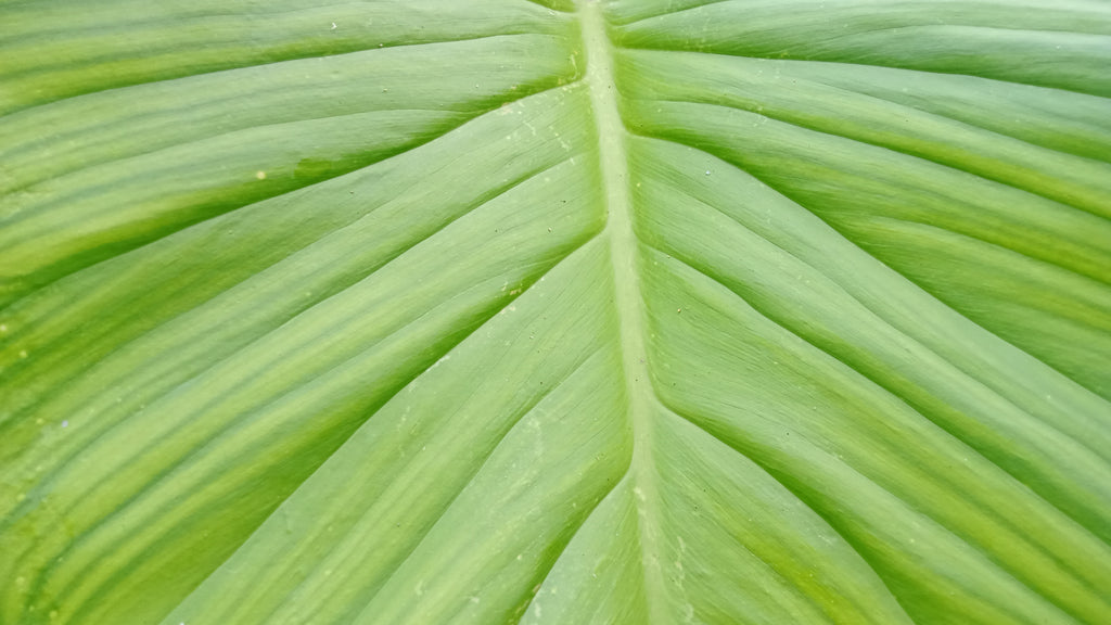 How to Care for Alocasia Indoors