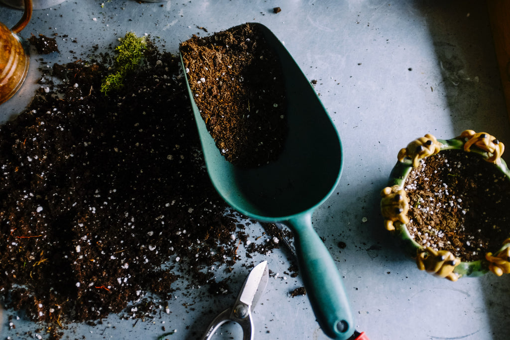 Choosing the best potting soil for your houseplants