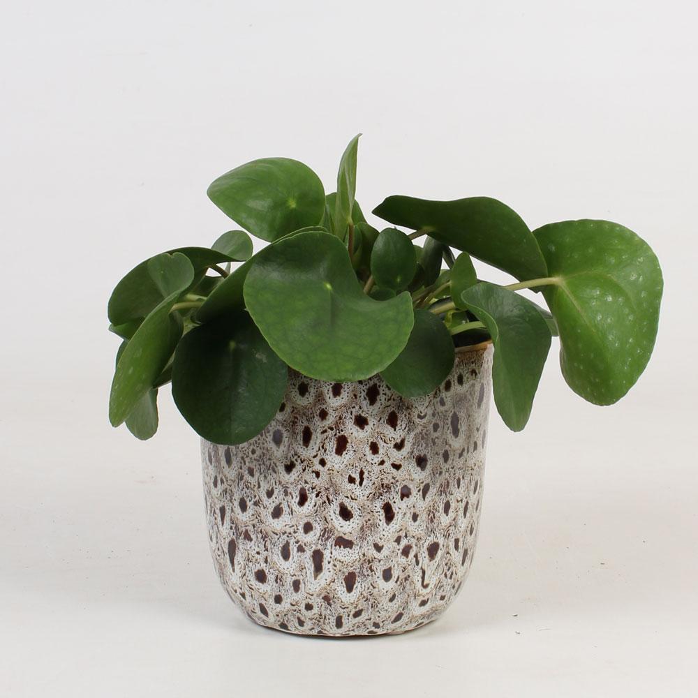 Pilea Peperomioides | Care & tips | Plantsome