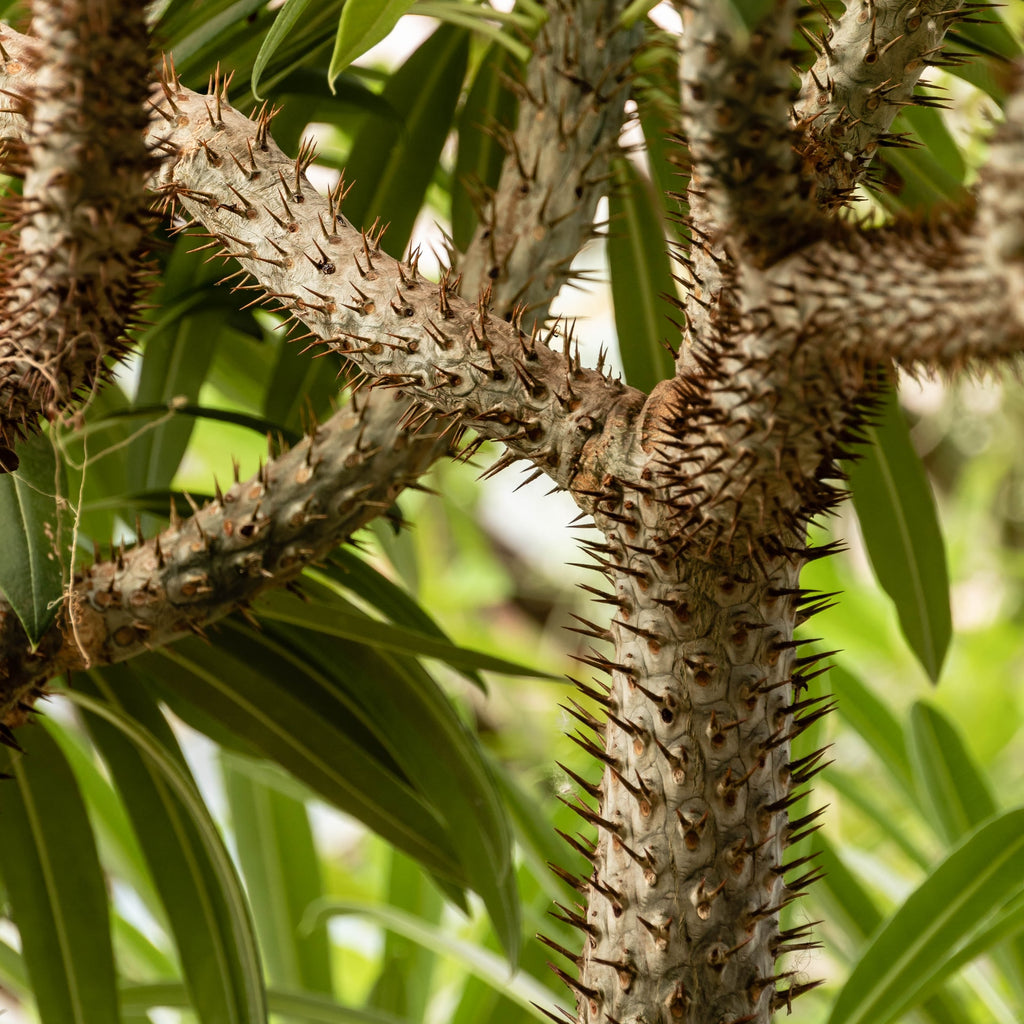 How to care for a Madagascar Palm  Plantsome