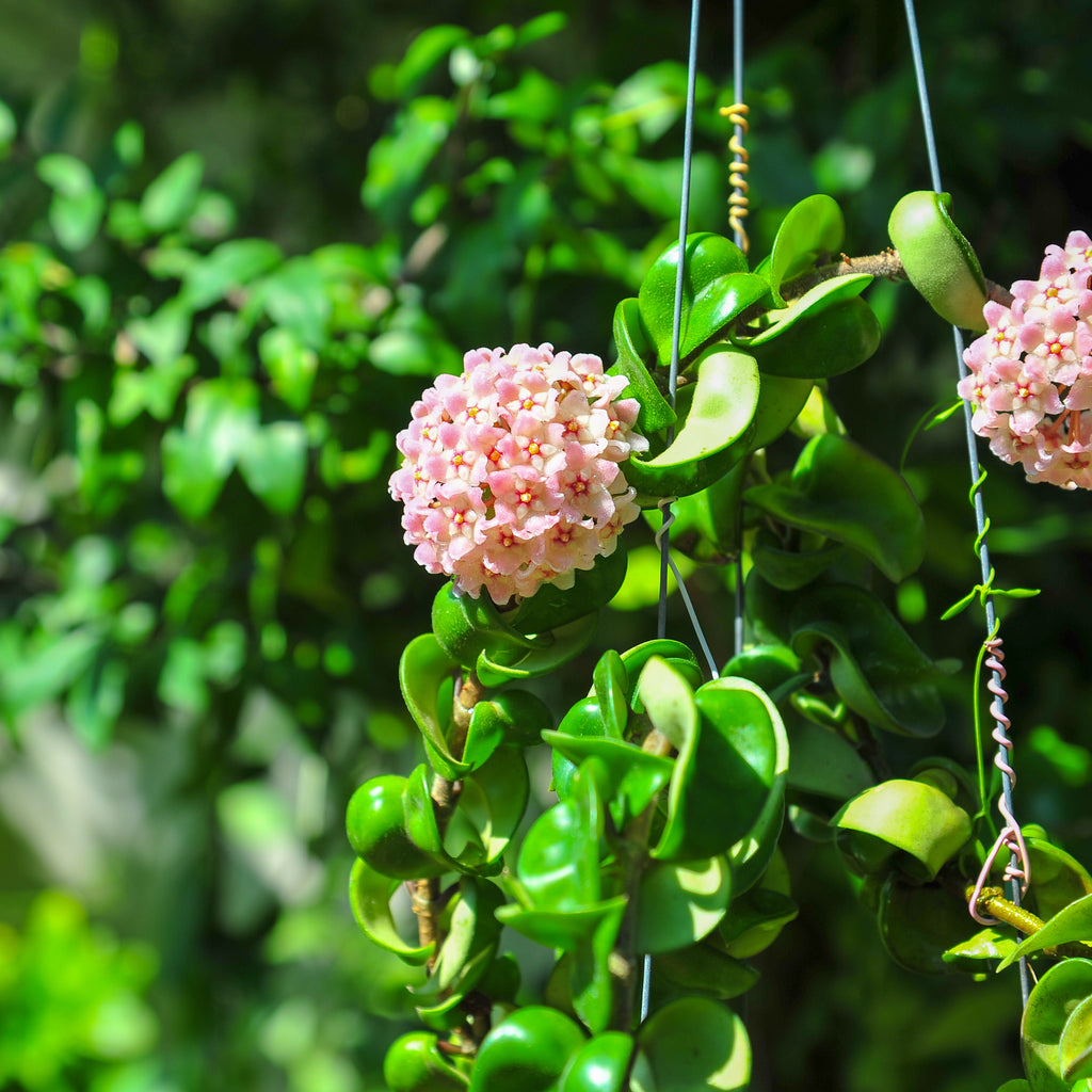 Plant Spotlight: Hoya  Plantsome