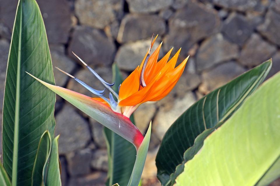 Bundle of authentic bird of paradise