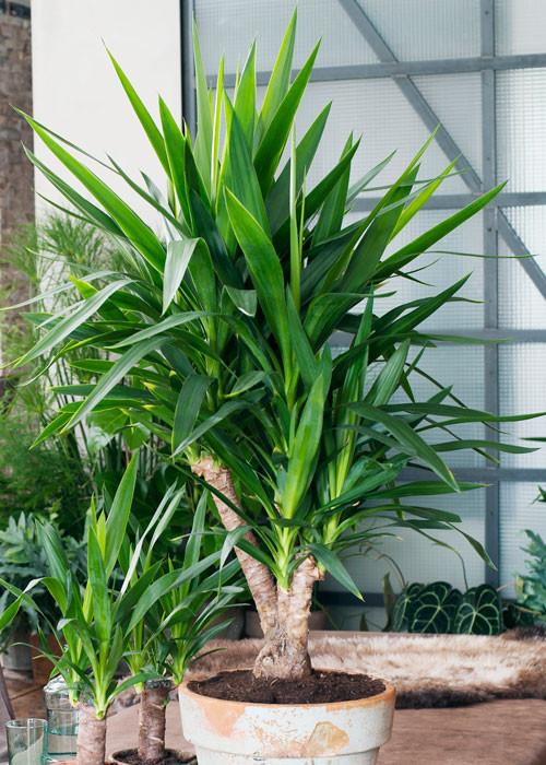 Yucca (Joshua Tree) | Care & Tips | Plantsome