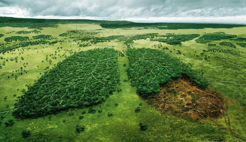 How do plants produce oxygen?