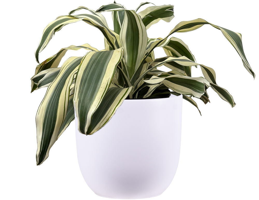 white aspen dracaena Dracaena Fragrans | White Aspen | 10" Pot | Easy Care Houseplant