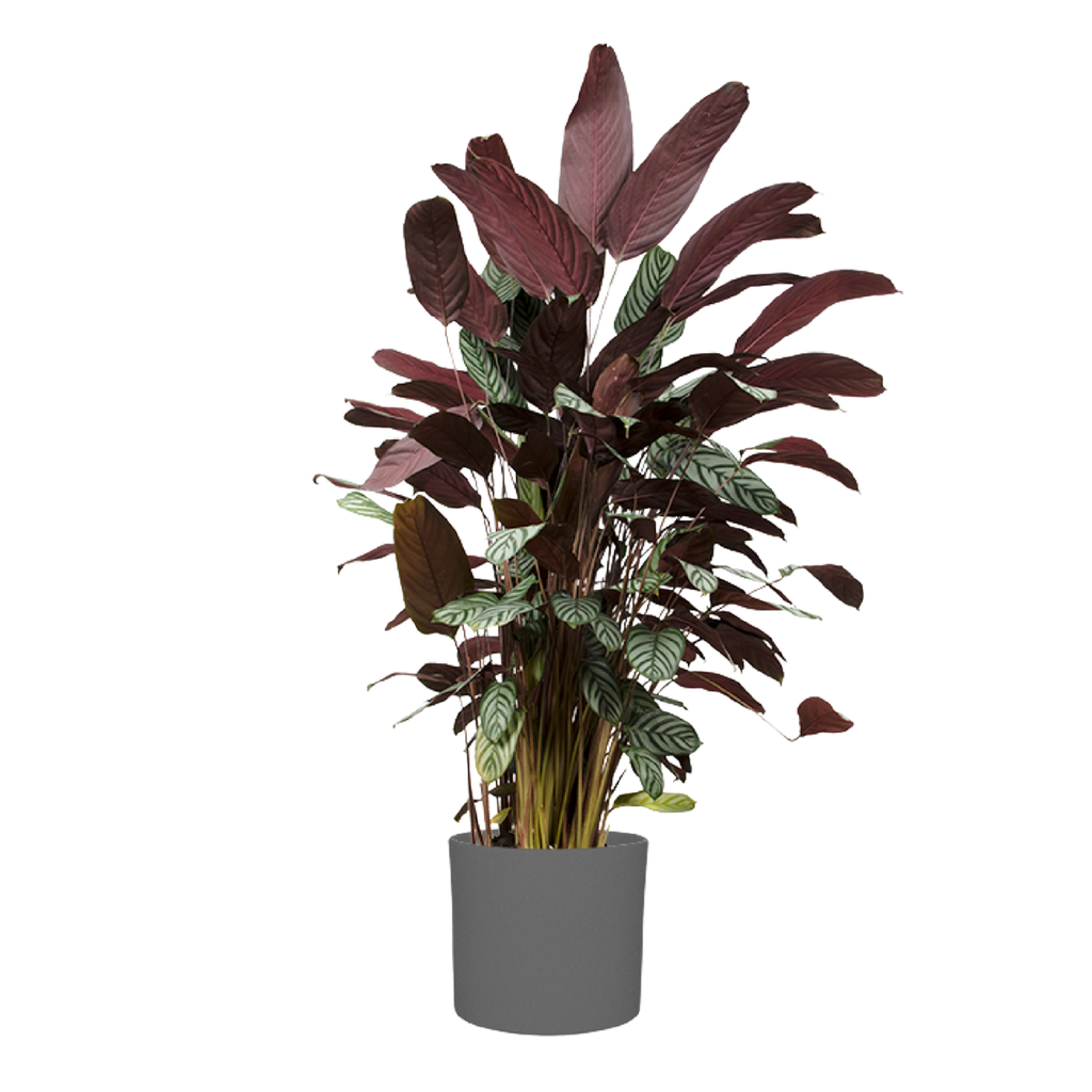 Ctenanthe Oppenheimer | Prayer plant | 6