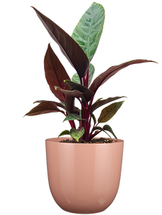 Apoballis Acuminatissima | Lavallei Plant (S)