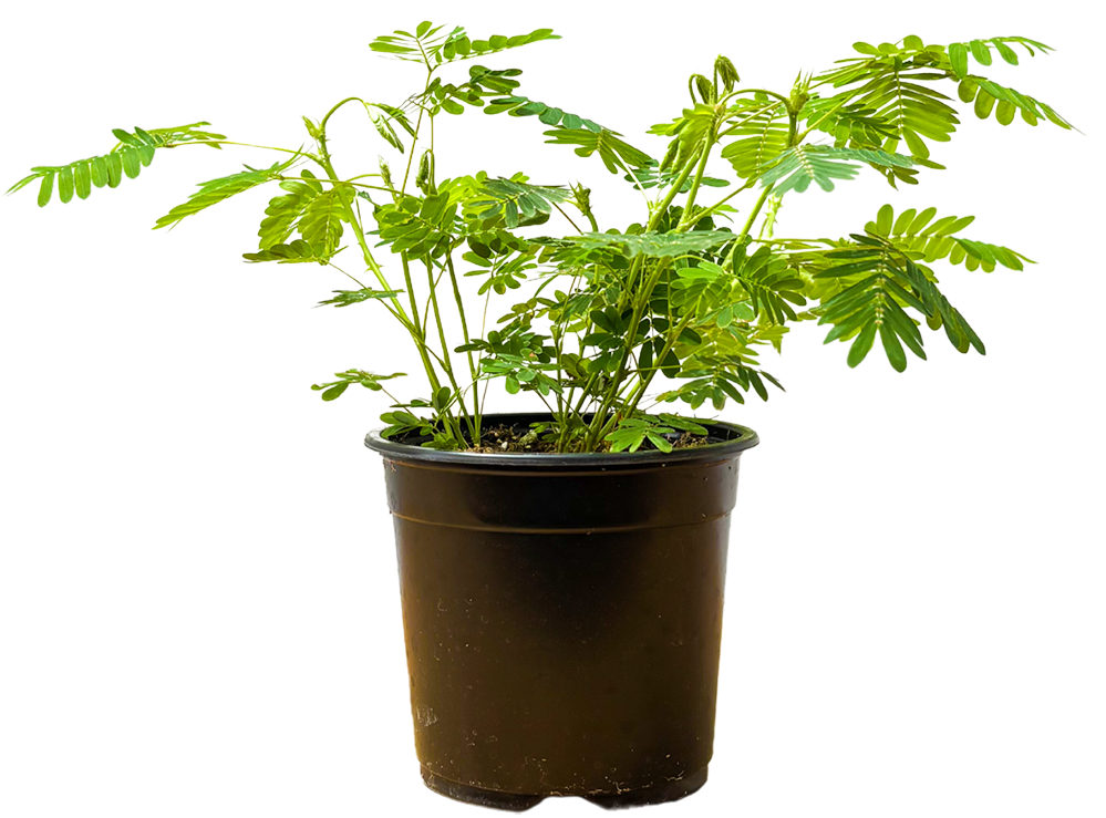 Mimosa Pudica | Sensitive Plant | 4