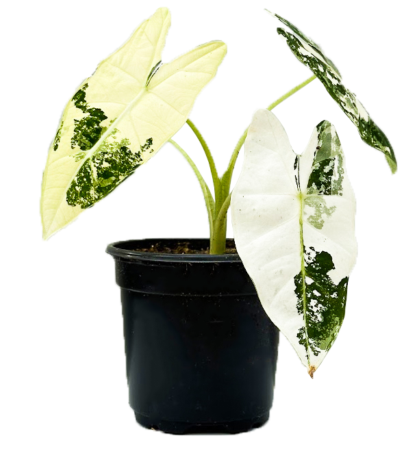 Alocasia Frydek Variegated| 4