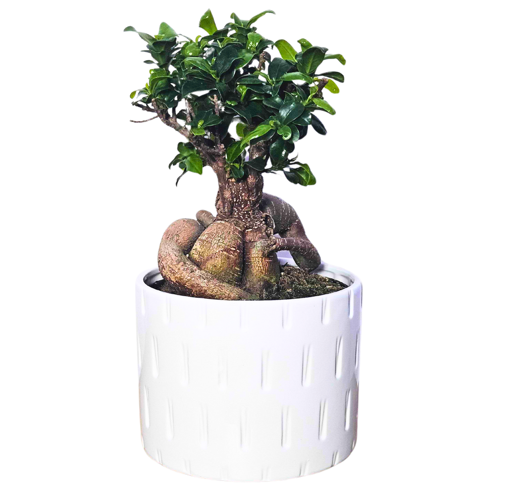 Ficus Ginseng Microcarpa | Bonsai Tree | 13cm | Houseplant
