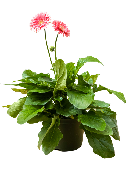 Gerbera | Assorted (M)