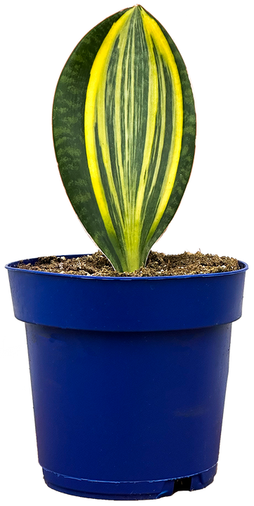 Sansevieria Masoniana Variegata | Variegated Whale Fin Snake (L)