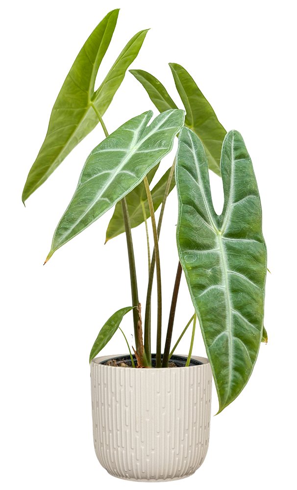 Alocasia Longiloba | Dragons Tooth | 6