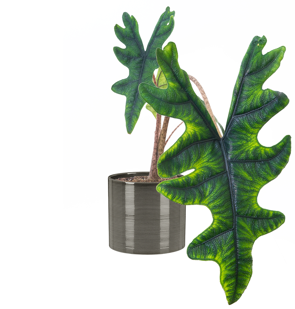Alocasia Amazonica | African Mask | 4