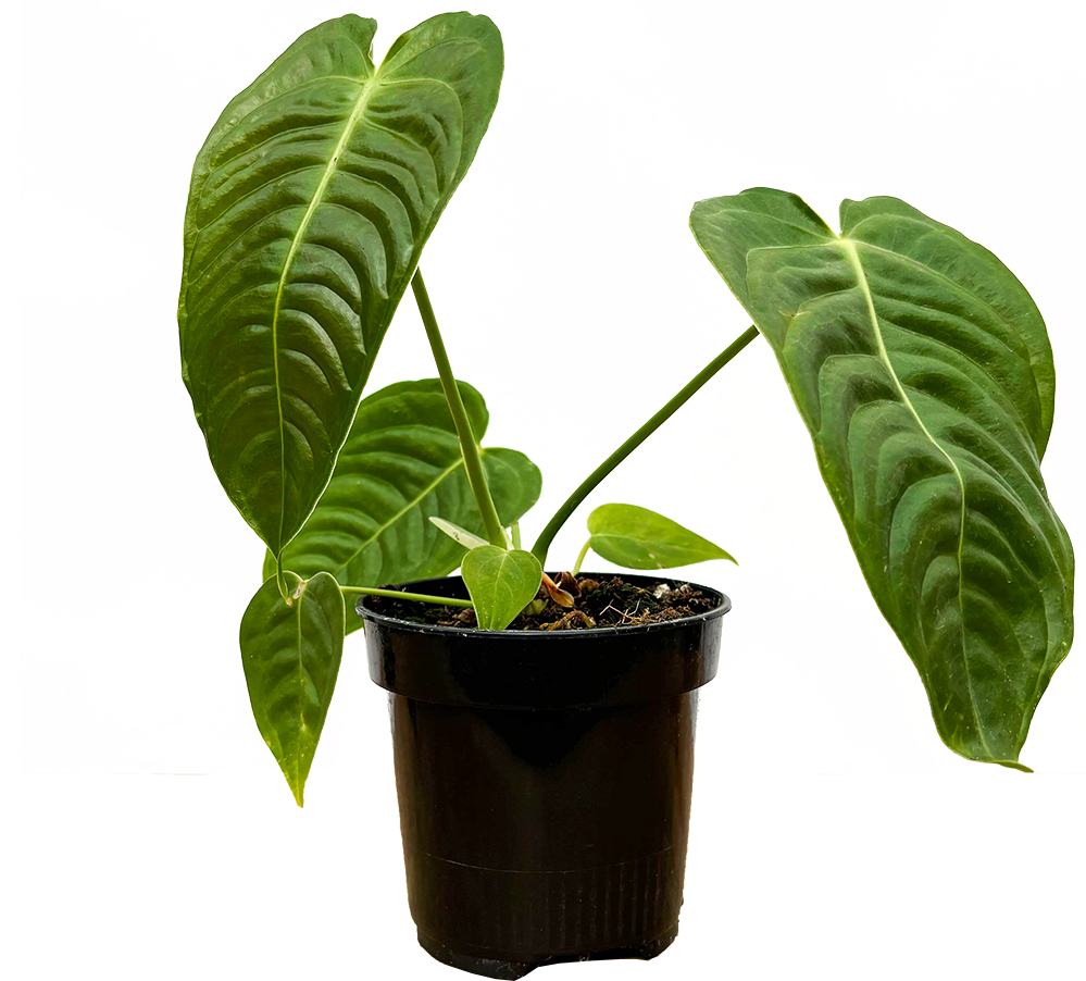Anthurium Veitchii | King Anthurium | 4