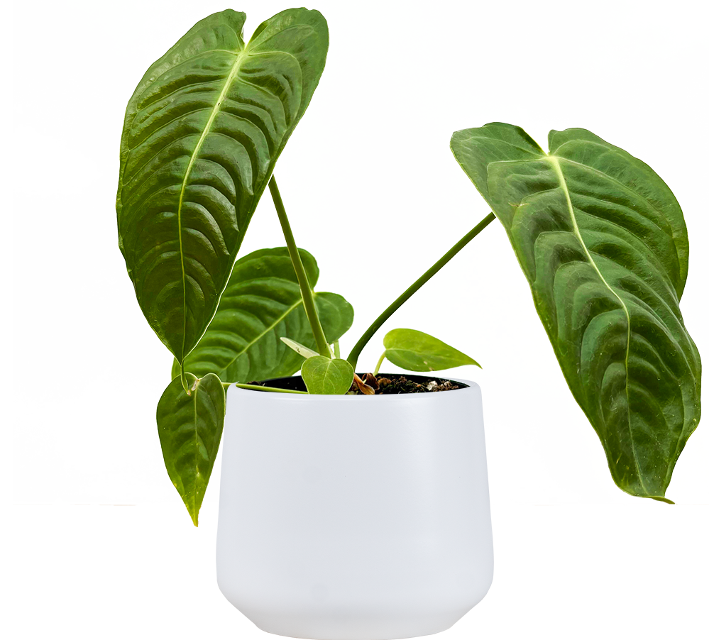 Anthurium Veitchii | King Anthurium | 4