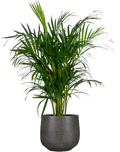 XL Plants