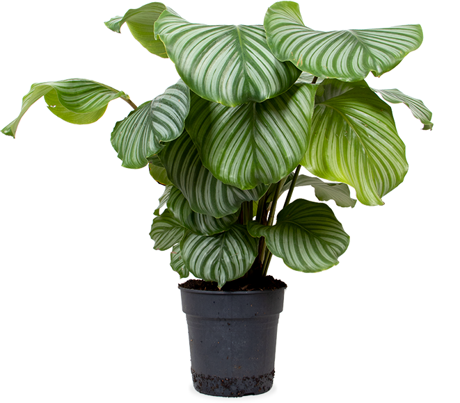 Calathea Orbifolia (XL)