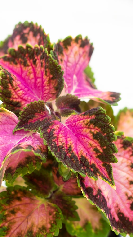 Coleus Fifth Avenue 4" Pot Easy Care Garden Plant Plantsome