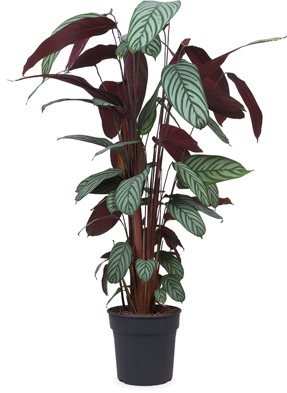 Ctenanthe Oppenheimer | Prayer plant | 6