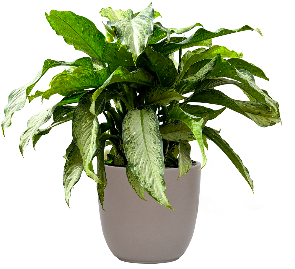 dieffenbachia lemon tropic Dieffenbachia Tropic Rain | 10" Pot | Easy Care Houseplant