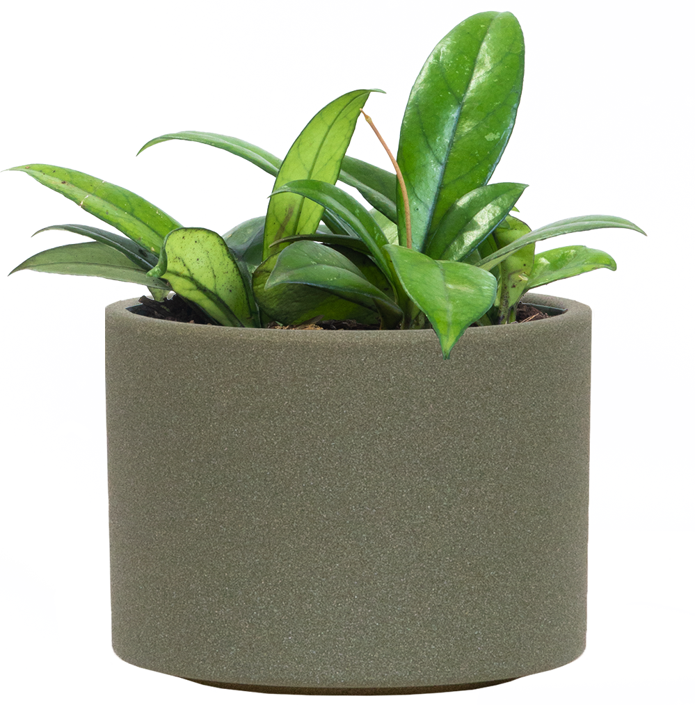 Hoya Crassipetiolata Lisa Wax Plant 6" Pot Pet Friendly And Easy Care Houseplant Plantsome