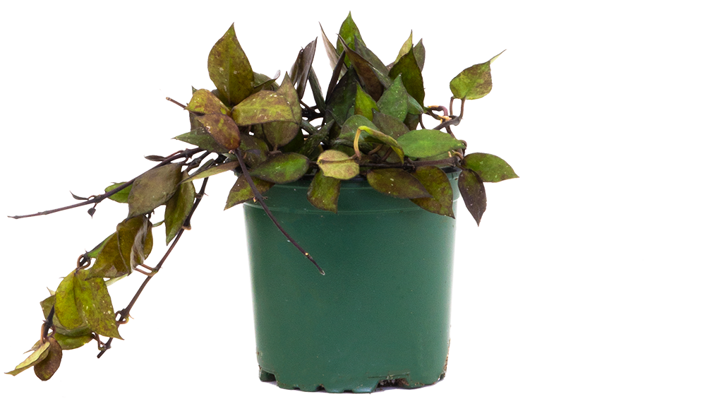 Hoya Krohniana Wax Plant 4" Pot Pet Friendly And Easy Care