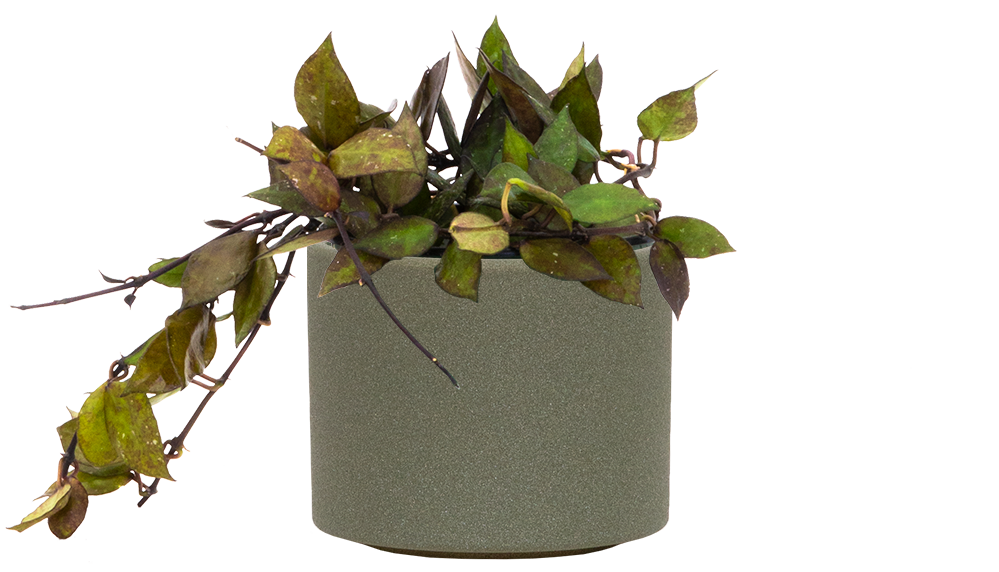 Hoya-Khroniana-