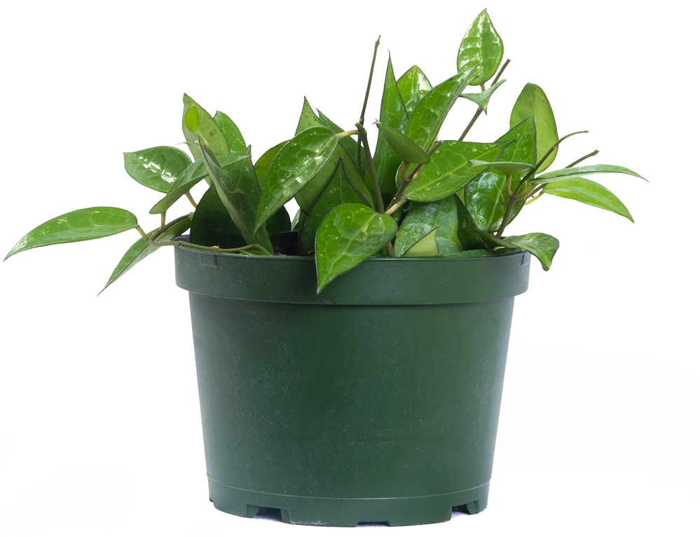 Hoya Parasitica Black Margin Wax Plant 6" Pot Pet Friendly and