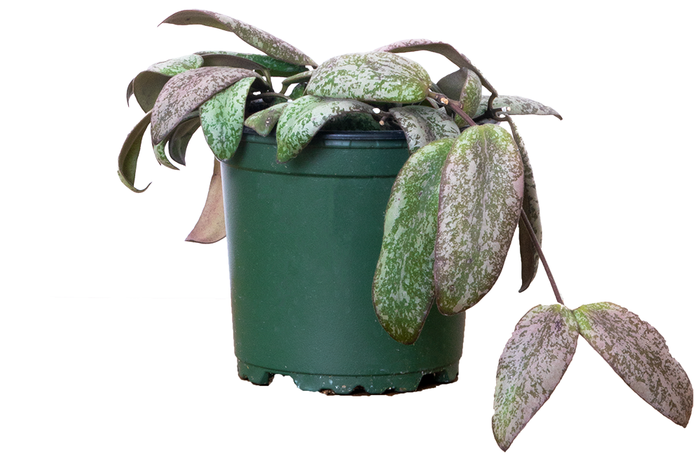 Hoya Sigillatis Wax Plant 4" Pot Pet Friendly and Easy Care