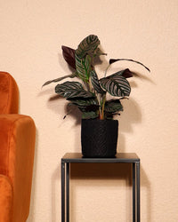 inspiratie-2
