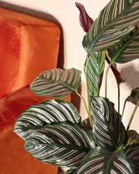 inspiratie-4
