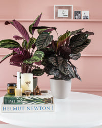 inspiratie-3