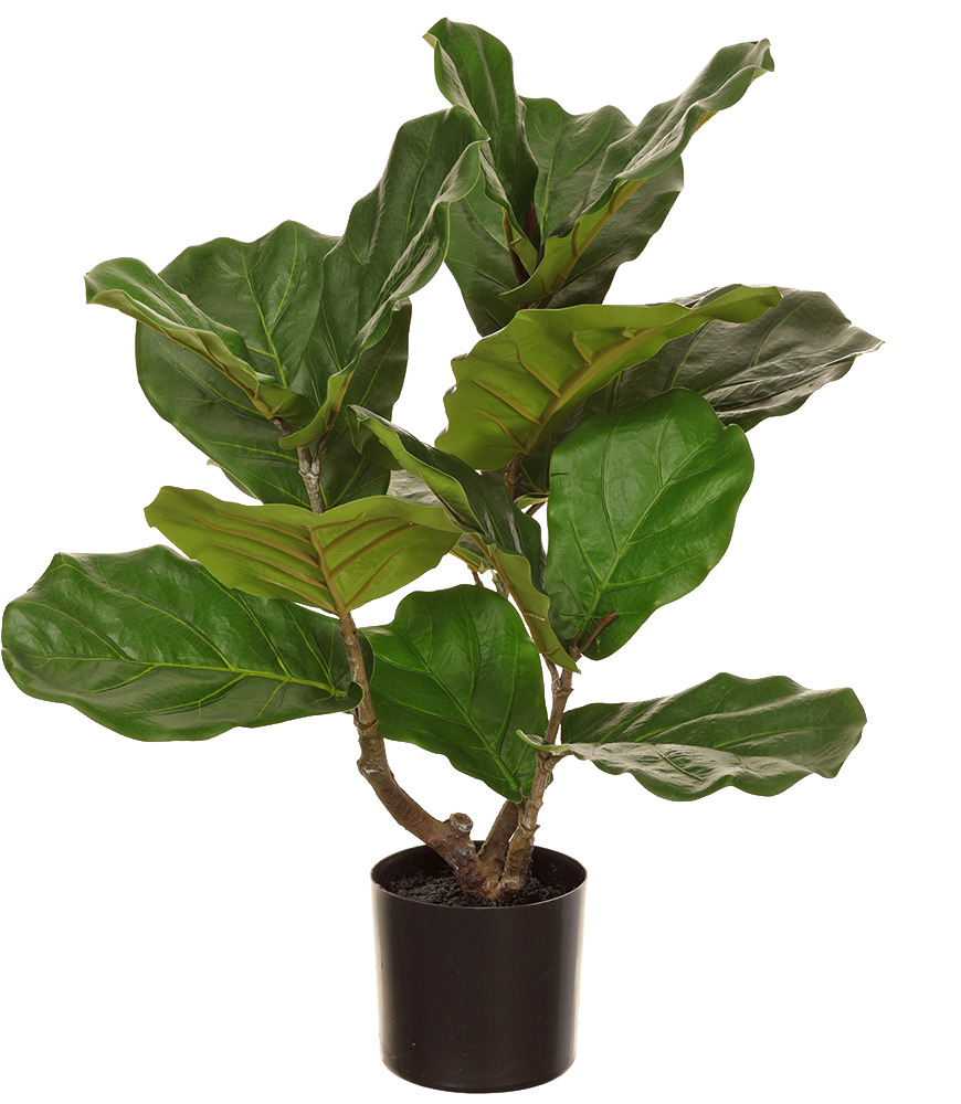 Artificial Ficus Lyrata | Fiddle Leaf Fig | 6