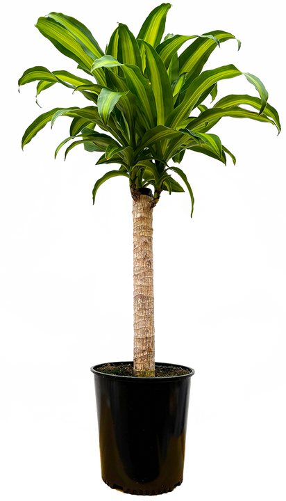 Dracaena Fragrans | Mass Cane (XL)