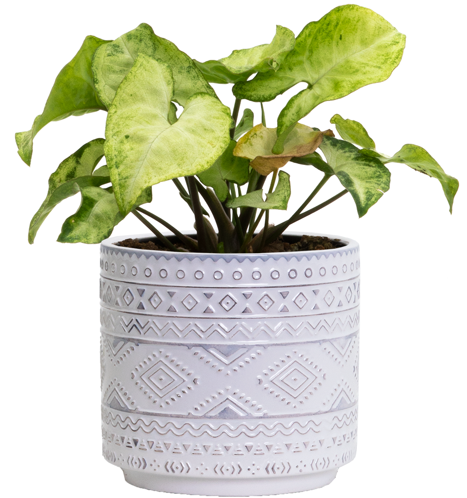 syngonium-podophyllum-nephthytis-butterfly-4-pot-houseplant