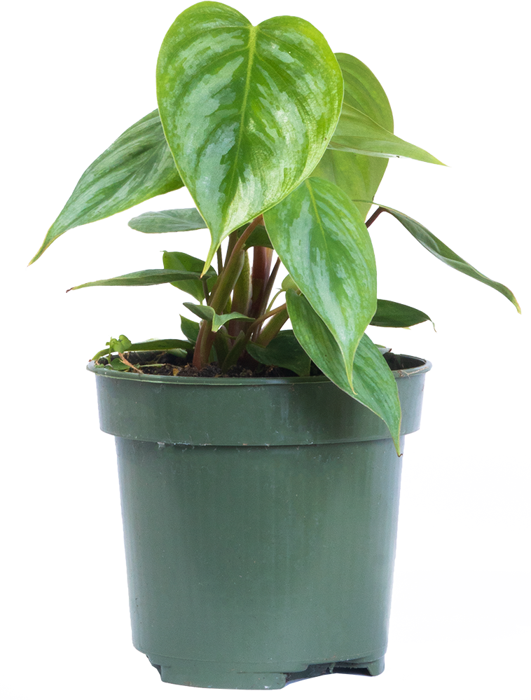philodendron sidori Philodendron Sodiroi | 4