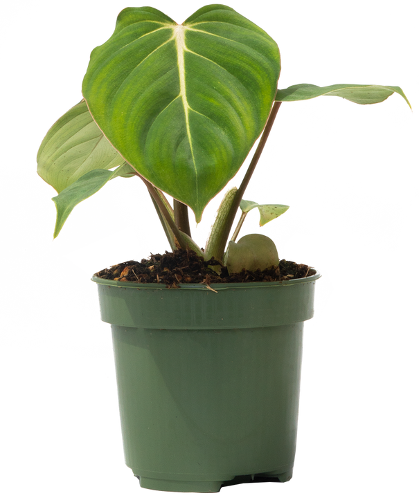 Philodendron Gloriosum (S)